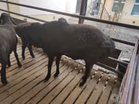 Kambing jantan, Sheep — foto 2