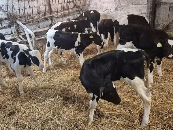 सांड, Simmental cattle — पोलैंड