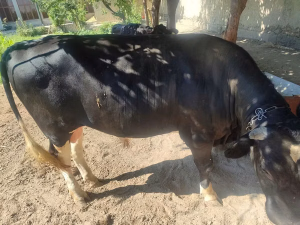 Bull, Cattle — Uzbekistan