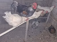 Chickens — photo 1