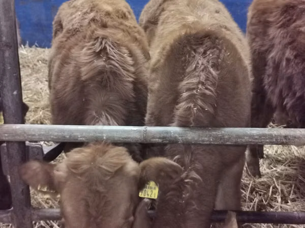 Bull, Cattle