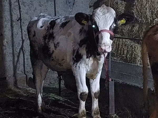 Bull, Russian Black pied cattle