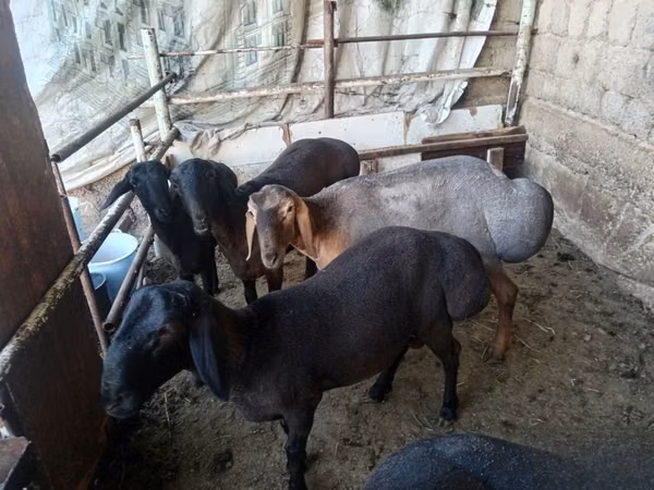 Ram, Rhon sheep — Uzbekistan