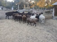 በጎች (ቡድን፣ ጾታ አልተጠቀሰም), Sheep — ፎቶ 2