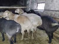 Vædder, Edilbay sheep — foto 3