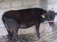 Cow, Cattle — photo 2