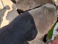 Ram, Sheep — photo 2