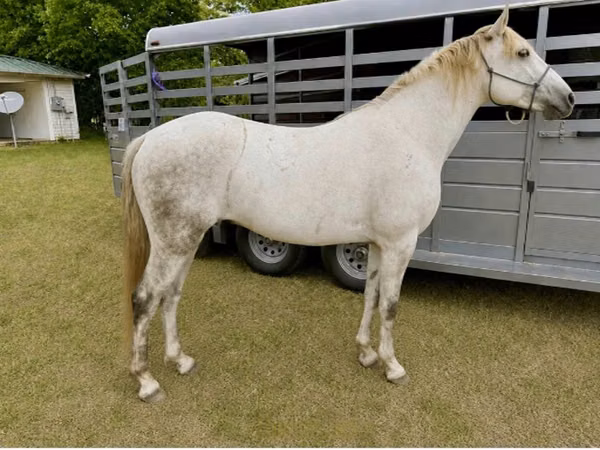 Horse (M), Missouri foxtrotter