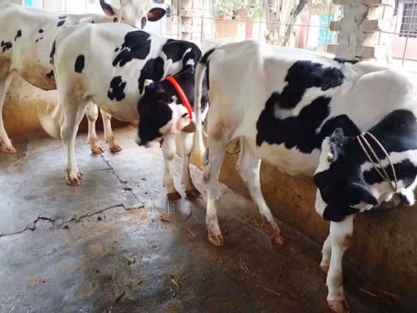 Cow, Holstein breed