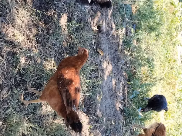 Chickens — Azerbaïdjan