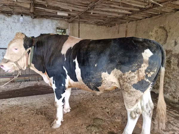 Bull, Simmental cattle
