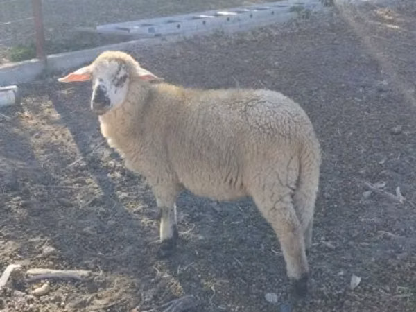 Ram, Sheep — Hungary
