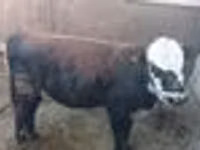 Bull, Kazakh White-headed cow — photo 6