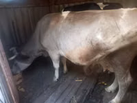 Vacă, Bovine — foto 2