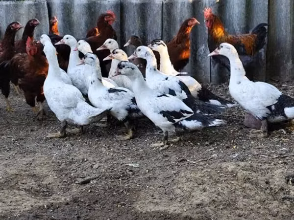 Ducks