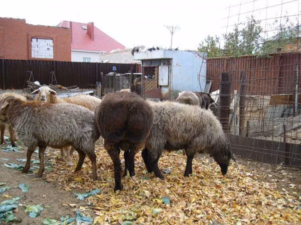Ram, Sheep — Kazakhstan