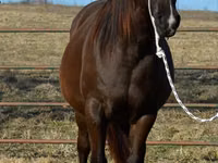 Mare, Quarter Horse — photo 4