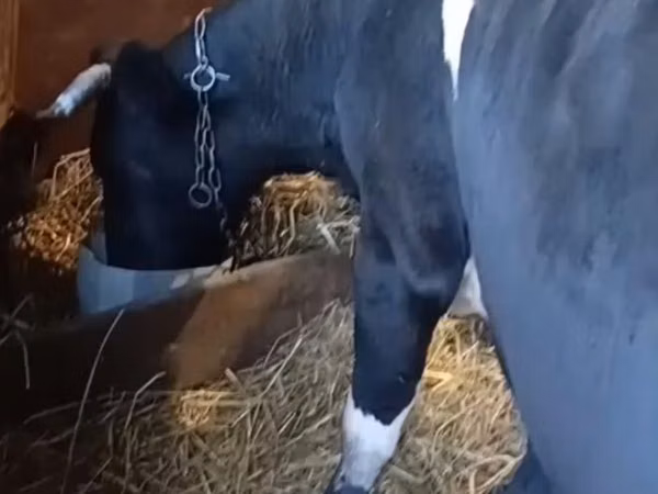Cow, Russian Black pied cattle — Kazakhstan