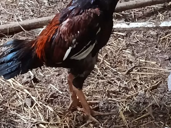 Chickens — جمهوری آذربایجان