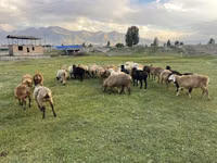 میش, Merino sheep — عکس 2