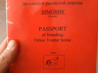 ცხენი, French Trotter — ფოტო 1