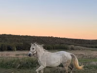 Kůň, Koně — foto 3