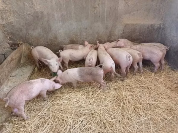 Säue, Schweine