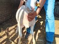 قوچ, Dorper sheep — عکس 2