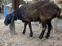 Ram, Sheep — photo 3