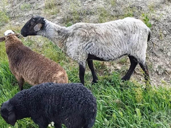 Biri-biri betina, Romanov sheep