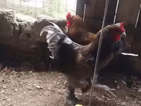 Brahma — foto 3