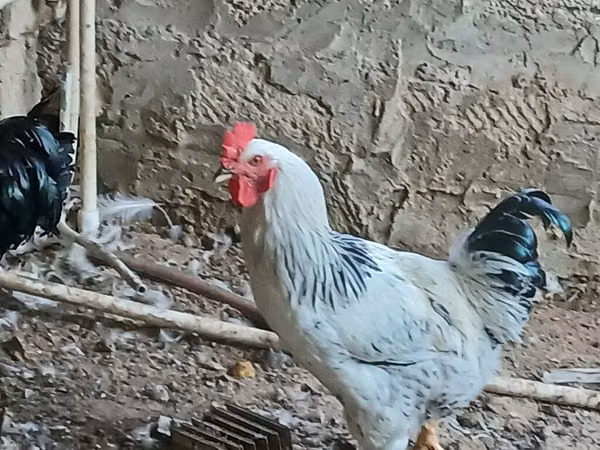Chickens — Azerbaijan