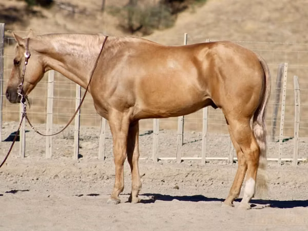 Horse (M), Quarter Horse