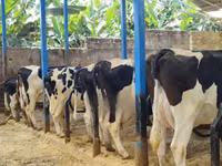 Cow, Holstein breed — photo 3