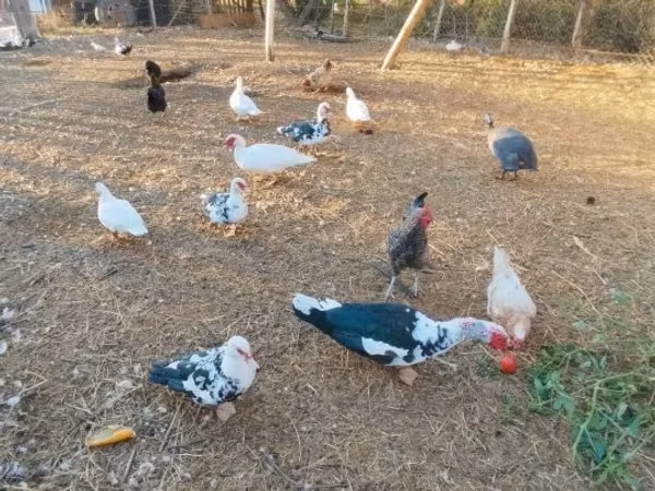 Ducks