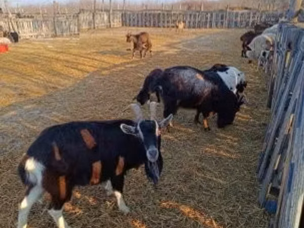 بز ماده, بز — مجارستان