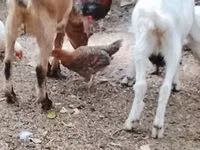 ፍየል, Goats — ፎቶ 2