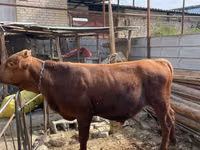 Toro, Bovini — foto 2