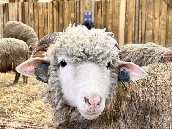 Får, Romanov sheep