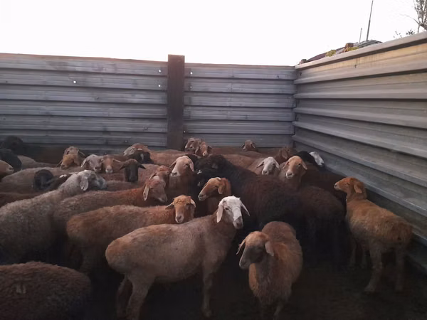 Ram, Sheep — Kazakhstan