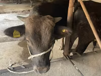 Banteng, Cattle — foto 6
