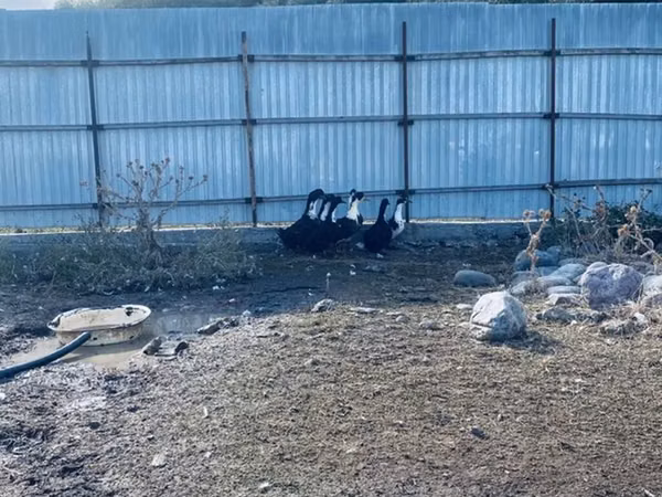 Domestic Muscovy