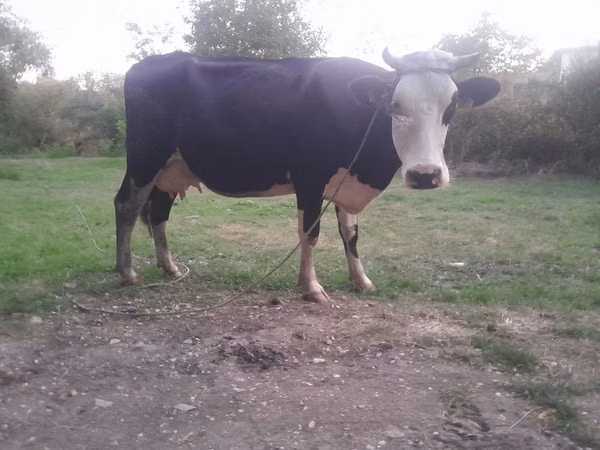 Cow, Holstein breed — Moldova