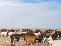 Коза, Кози — снимка 2