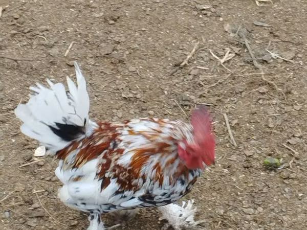 Chickens — Aserbaidschan
