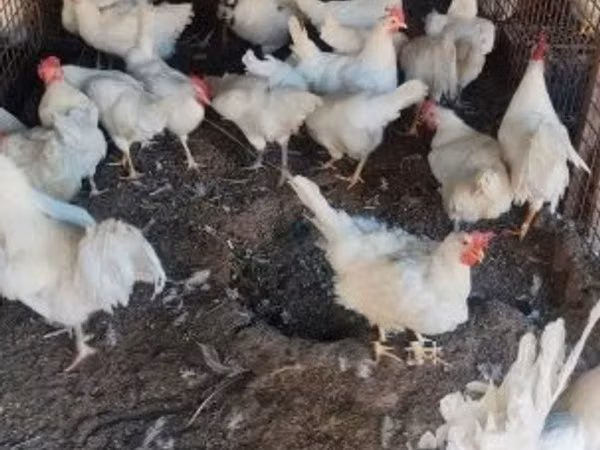 Chickens — Hangari