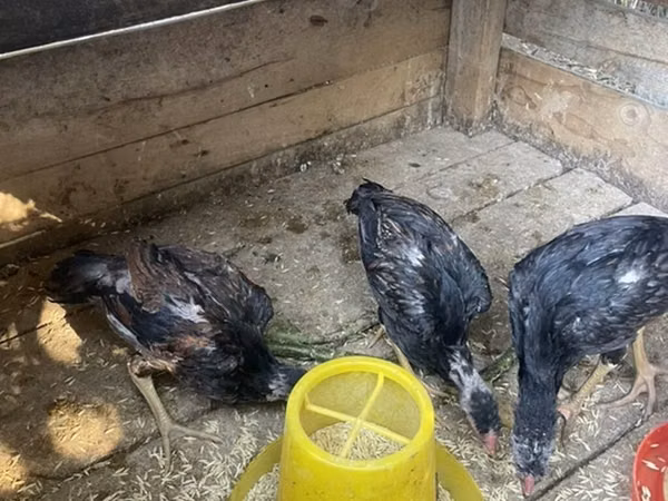 Chickens — Kyrgyzstan