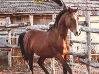 Aygʻir, Shagya — 2-rasm