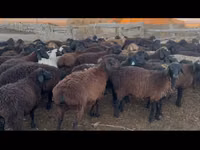 Ram, Hissar sheep — photo 4
