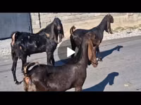แพะตัวเมีย, Kamori goats — รูปภาพ 5